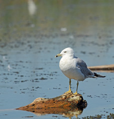 Fototapeta na wymiar Ring-billed Gull, Larus delawarensis