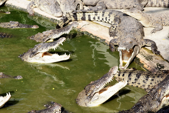 Crocodils