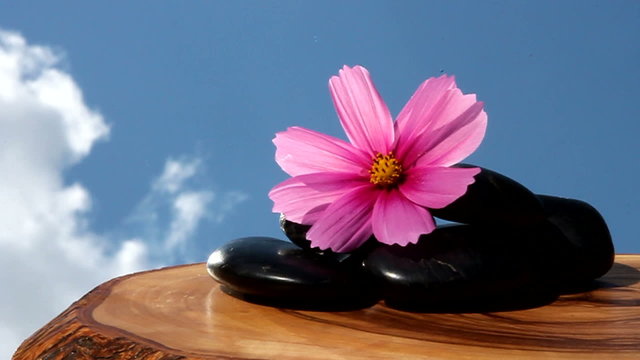 Cosmeabl&uuml;te und Steine