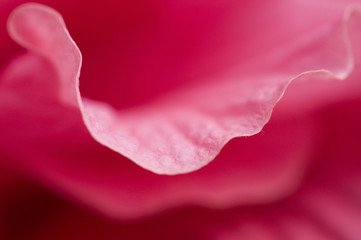 hibiscus flower fragment