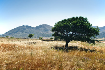 Tree in a mediterranean Landscape