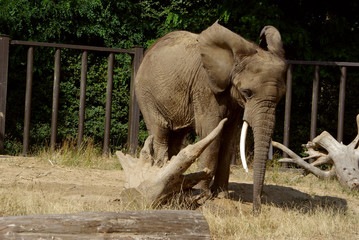 Afrikanischer Elefant