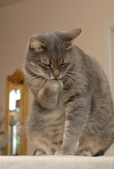 Fototapeta premium GATTO.