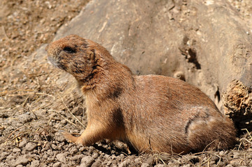 black-tailed prairie dog