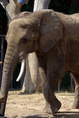 Afrikanischer Elefant