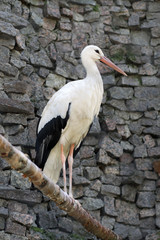 Stork