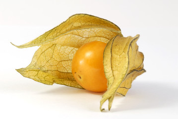 Physalis