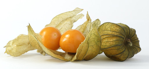 Physalis