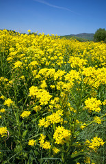 yellow flowers of rape