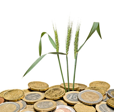 Wheat growing from pile of coins