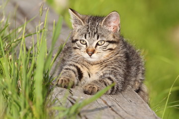 Kleine Wildkatze
