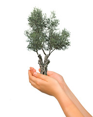 Olive tree as a gift of agriculture