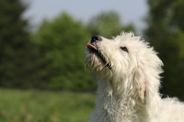 Kopf vom Goldendoodle