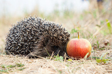Hedgehog and apple.