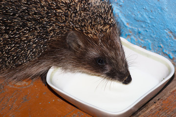 European Hedgehog, Erinaceus europaeus © fotoparus