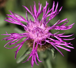 Centaur&eacute;e des montagnes