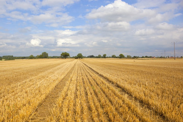 newly harvested field