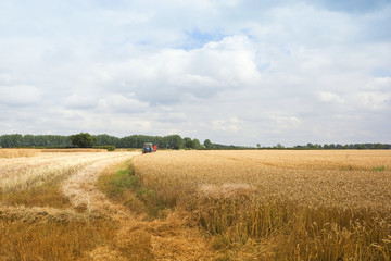 harvest time