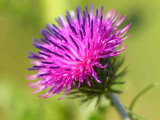 bur thorny flower. (Arctium lappa) on green background
