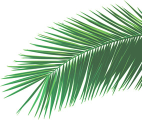 Obraz premium Palm leaf