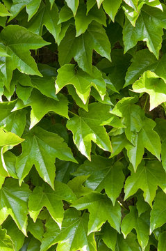 Efeu im Detail