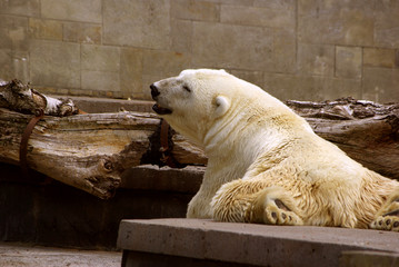 Fauler Eisbär