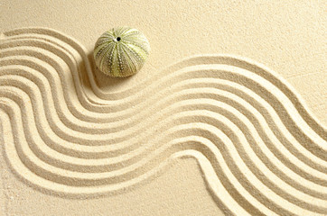 Coquille d'oursin dans le sable fin