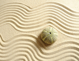 Coquille d'oursin dans le sable fin