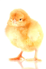 Obraz premium Poussin