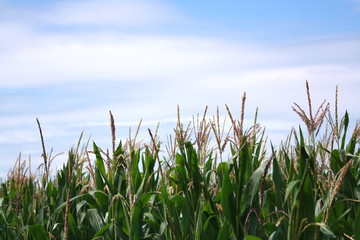 Obraz premium maisfeld