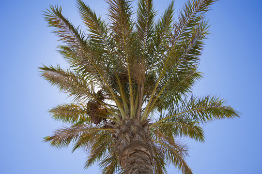 Date palm tree in the sun