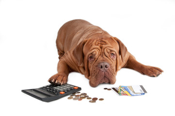 Dog with calculator, cents and credit cards