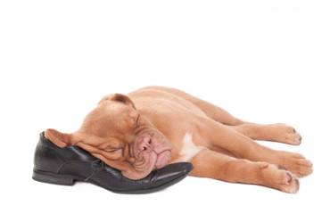 Obraz premium Sleeping puppy