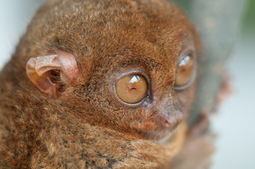 Tarsier