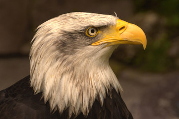 Adler