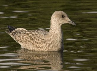 Herring gull