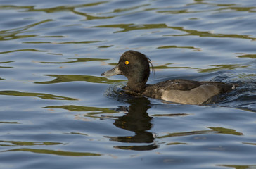 Tufted duck