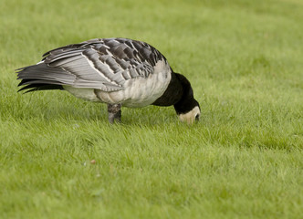 Barnacle goose in the grass