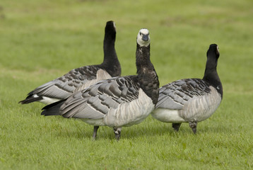 Barnacle goose