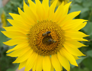 Obraz premium Two bees on a sunflower in a sunny day