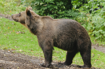 Brown Bear