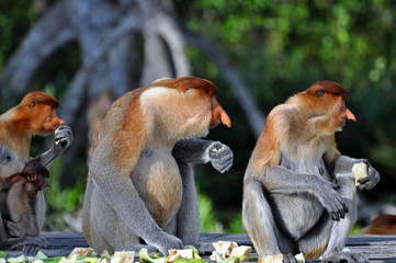 Group of Proboscis Monkeys