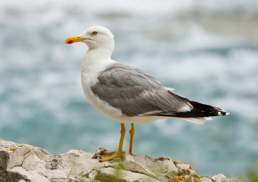seagull
