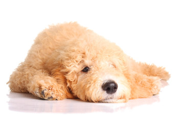 Golden doodle puppy