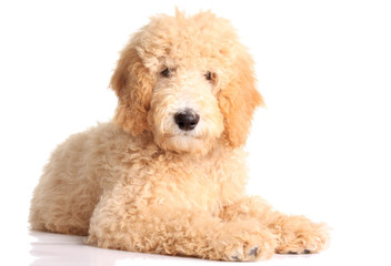 Golden doodle puppy