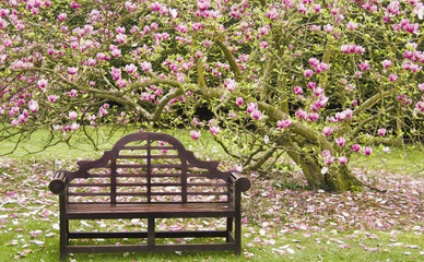 Bench seat under spring magnolia tree