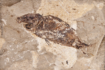 Fossil of fish
