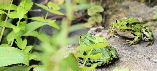 Wasserfrösche