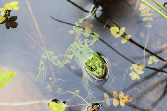 Froschschenkel Billeder – Gennemse 276 stockfotos, vektorer og videoer ...