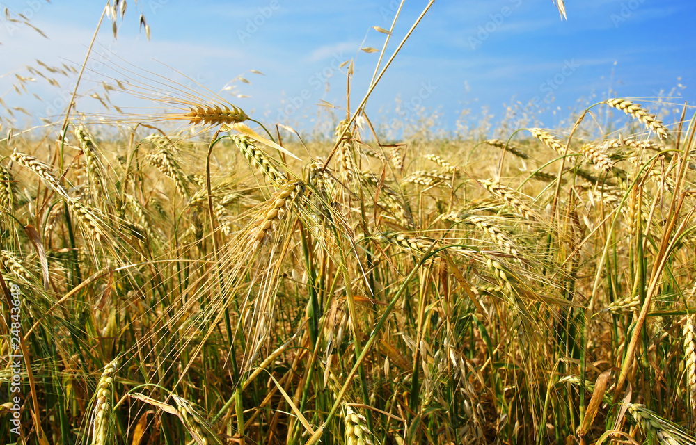 Wall mural barley field all directions